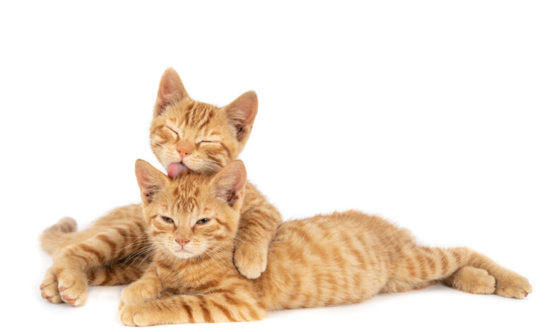Why do cats make biscuits