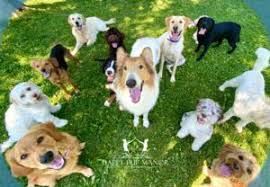 rspca pet insurance