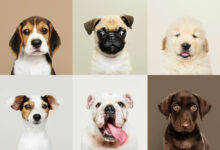 types-of-dogs-