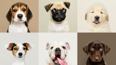 types-of-dogs-