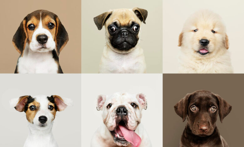 types-of-dogs-