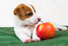 can dogs eat apples