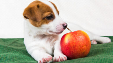 can dogs eat apples