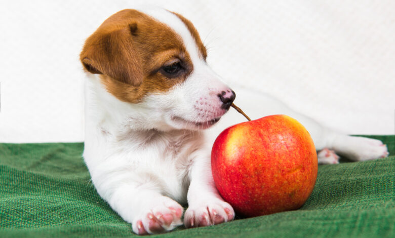 can dogs eat apples