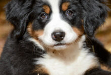 Bernese Mountain Dog