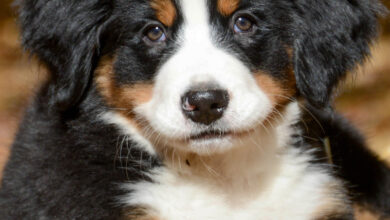 Bernese Mountain Dog