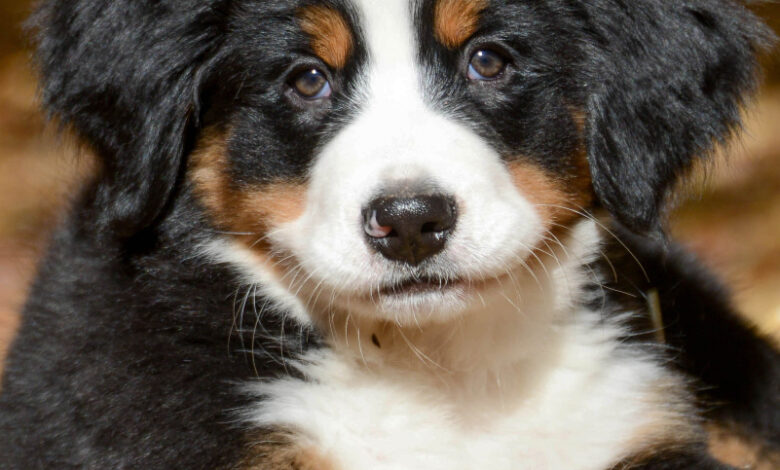 Bernese Mountain Dog