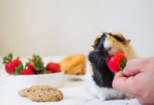 can dogs eat strawberries