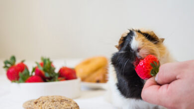 can dogs eat strawberries
