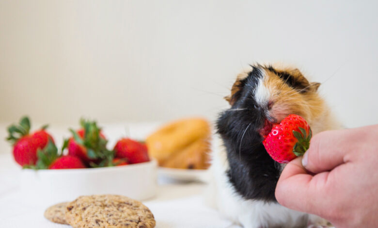 can dogs eat strawberries