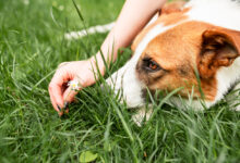 Why do dogs eat grass?