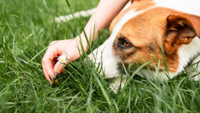 Why do dogs eat grass?