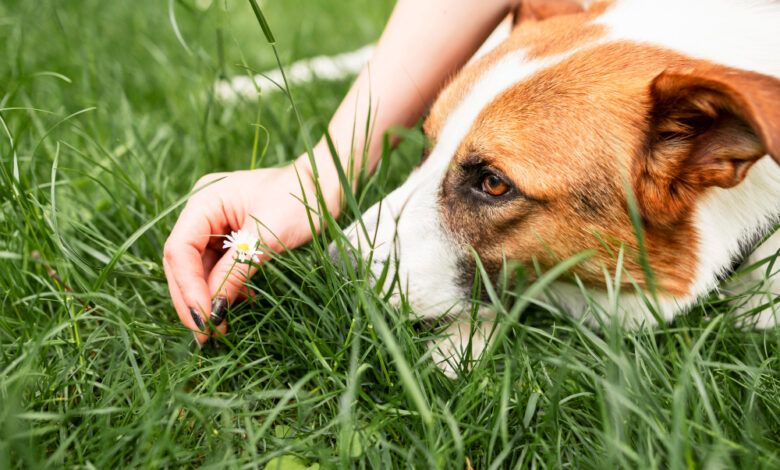 Why do dogs eat grass?