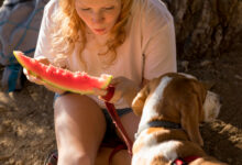 can dogs eat watermelon