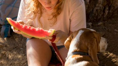 can dogs eat watermelon