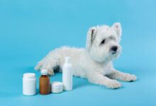can dogs have Tylenol