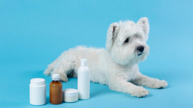 can dogs have Tylenol