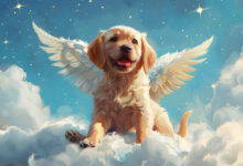 do dogs go to heaven