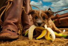 can dogs eat bananas