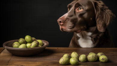 can dogs eat figs