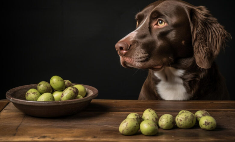 can dogs eat figs