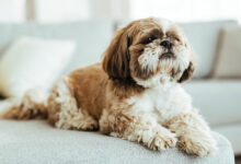 Cute Shih Tzu dog with a long silky coat sitting outdoors