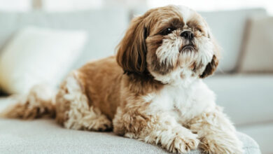 Cute Shih Tzu dog with a long silky coat sitting outdoors