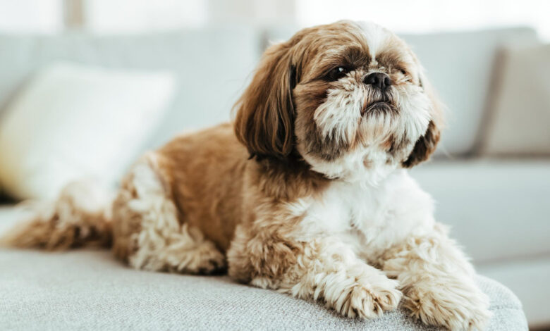 Cute Shih Tzu dog with a long silky coat sitting outdoors