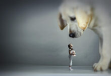 A Dog's Purpose