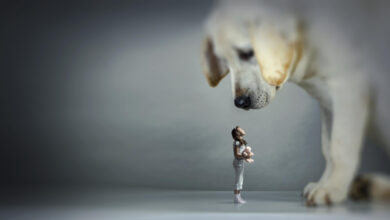 A Dog's Purpose