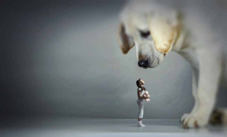 A Dog's Purpose