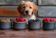 Can Dogs Eat Blueberries?