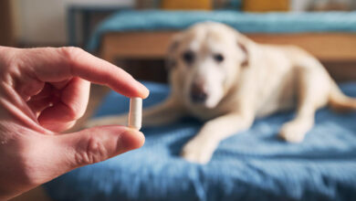 can dogs take Tylenol?