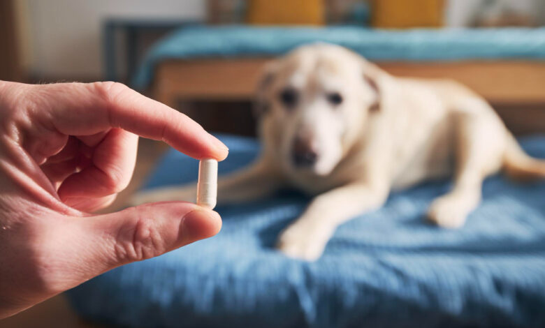 can dogs take Tylenol?