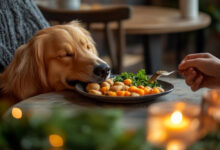 Can dogs eat sweet potatoes?