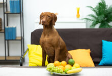 what fruits can dogs eat