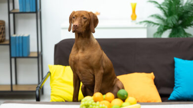 what fruits can dogs eat