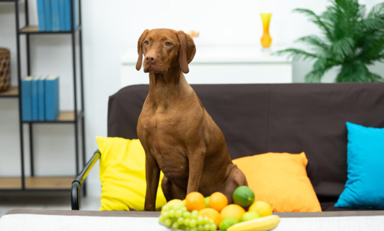 what fruits can dogs eat