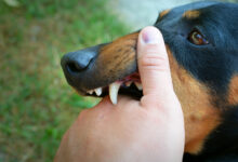 how many teeth do dogs have