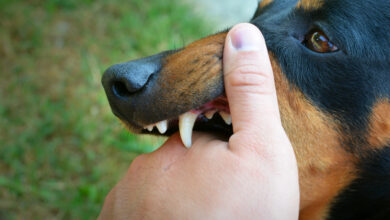 how many teeth do dogs have