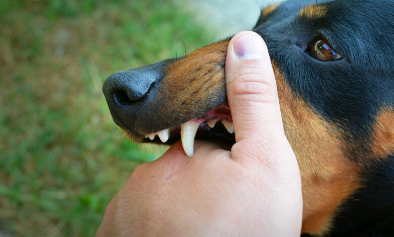 how many teeth do dogs have