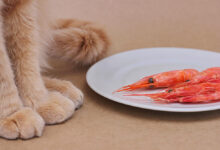 Can dogs have shrimp?