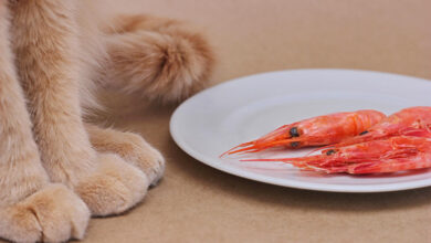 Can dogs have shrimp?