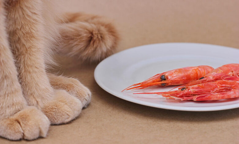 Can dogs have shrimp?