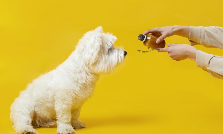can dogs go to heaven